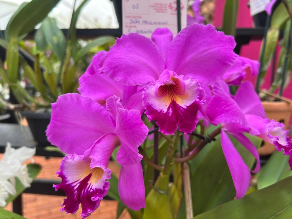 Festival das Flores de Outono tem exposição de orquídeas, feira de plantas e oficinas de cultivo gratuitas