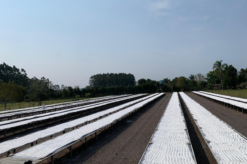 Ingrediente brasileiro ganha espaço no mercado sem glúten dos Estados Unidos